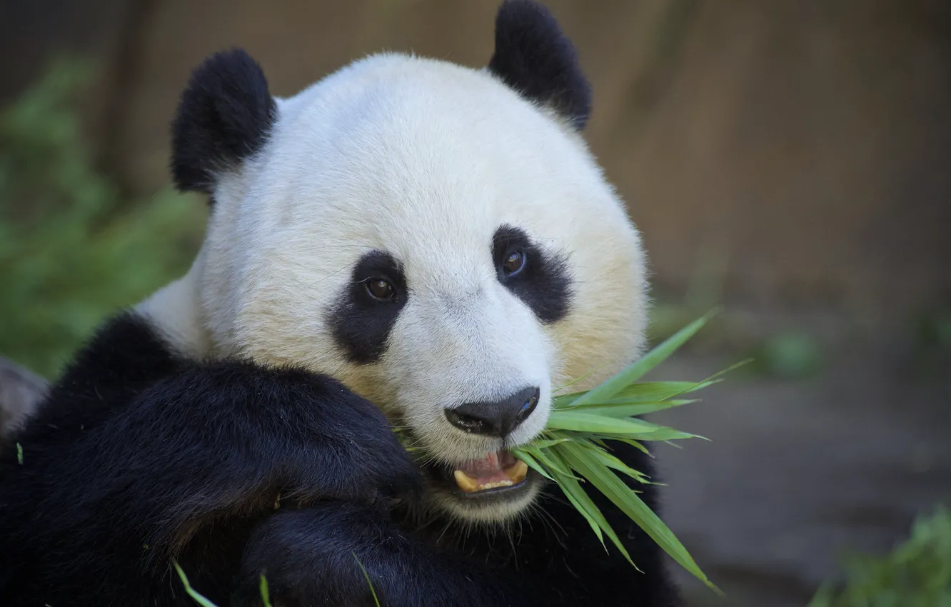 Photo wallpaper food, bamboo, bear, Panda