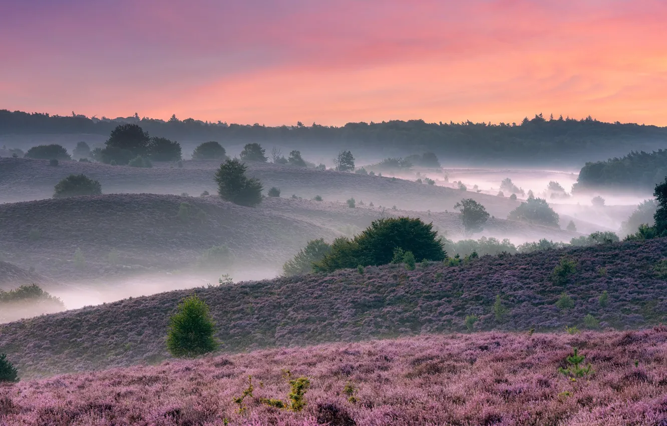 Photo wallpaper field, summer, nature