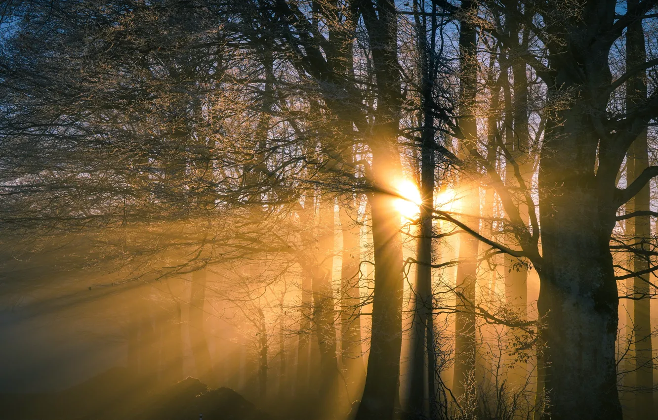 Photo wallpaper frost, forest, the sun, rays, light, trees, branches, nature