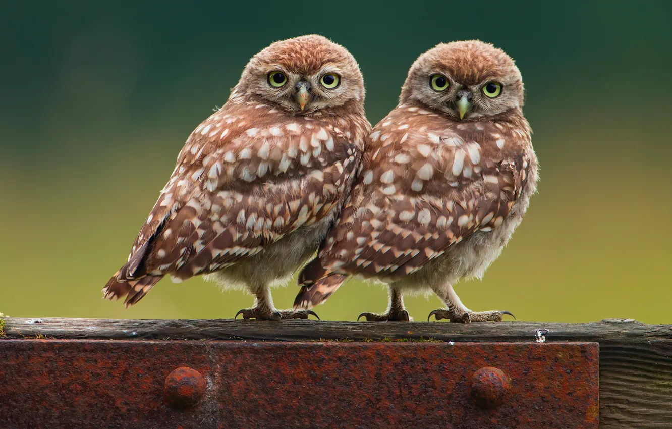 Photo wallpaper birds, background, owl, owls, two, little chick