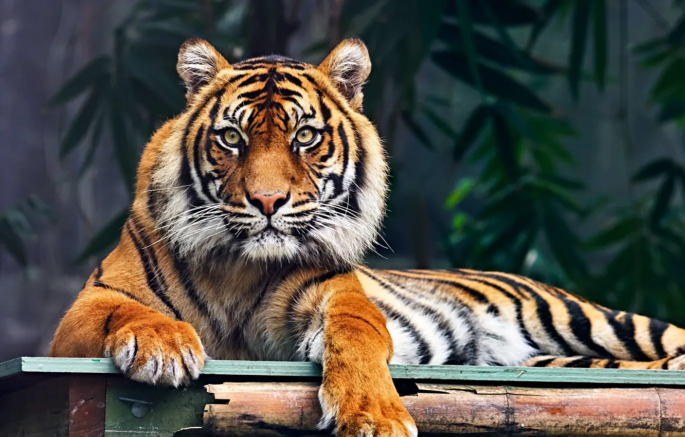 Photo wallpaper look, face, leaves, tiger, lies, zoo