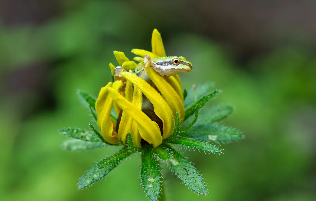 Photo wallpaper flowers, nature, frog