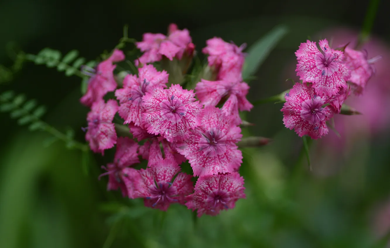 Photo wallpaper macro, flowers, clove