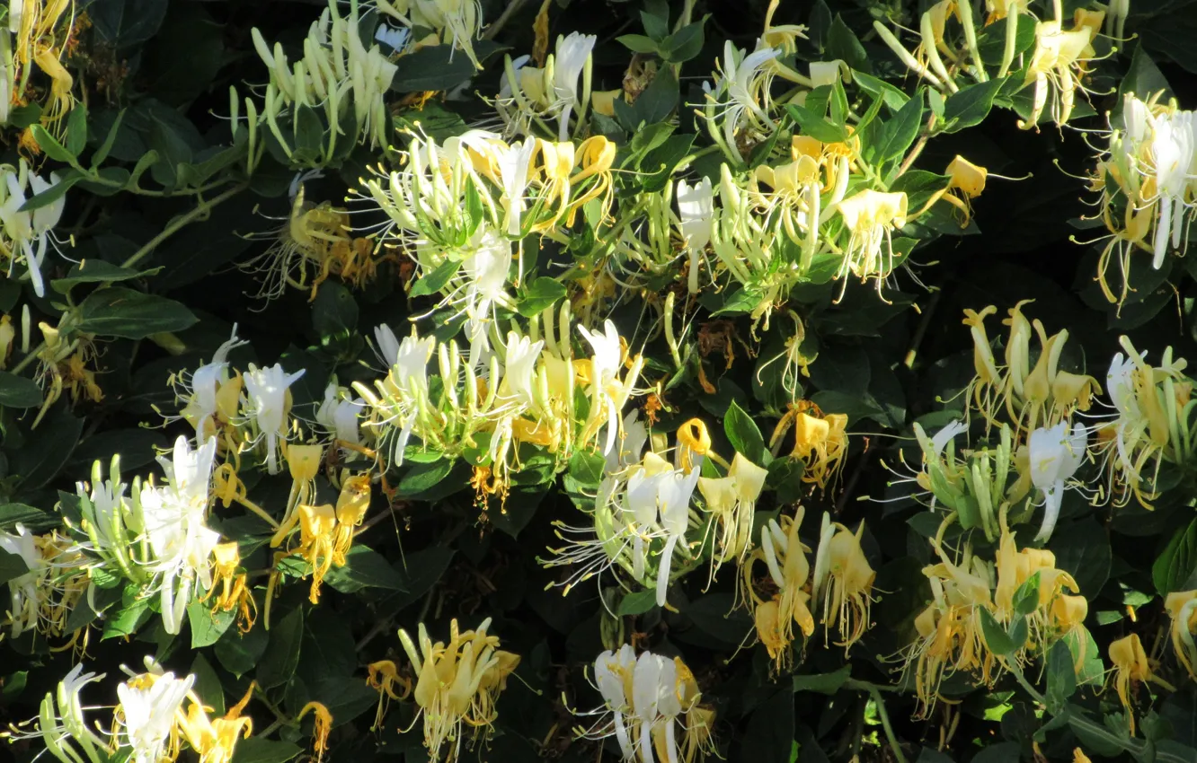 Photo wallpaper flowers, white, the bushes, Meduzanol ©