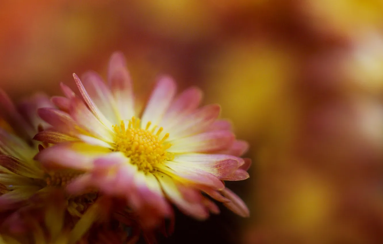 Photo wallpaper macro, orange, focus, chrysanthemum
