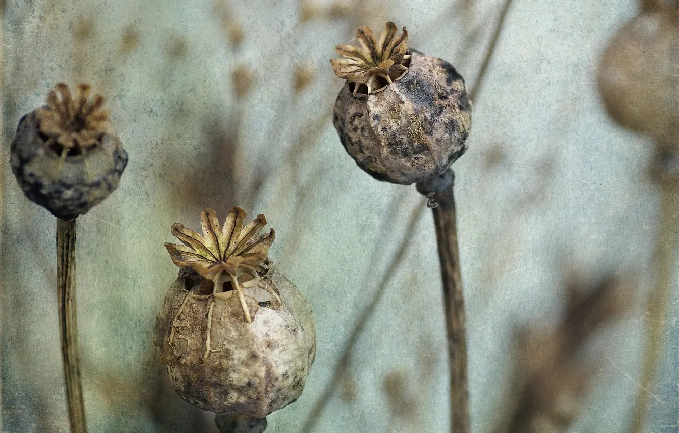 Photo wallpaper nature, background, Maki