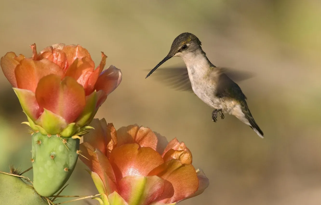 Photo wallpaper flower, landscape, nature, background, bird, Hummingbird