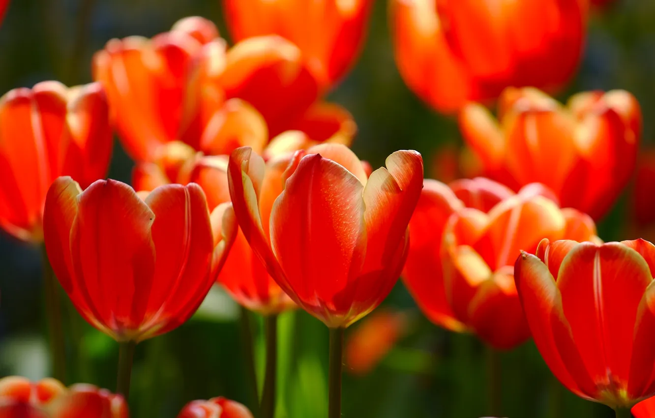 Photo wallpaper flowers, spring, petals, tulips, buds, tulips