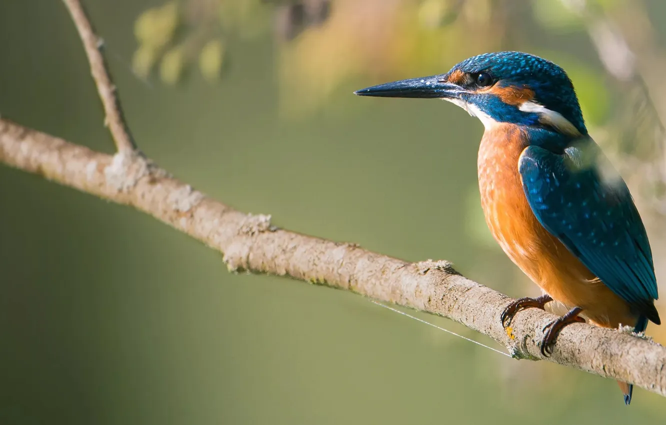 Photo wallpaper bird, branch, kingfisher