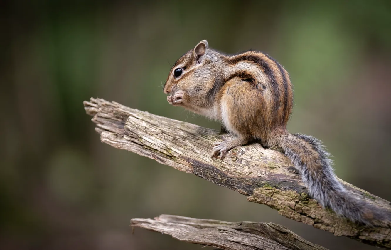 Photo wallpaper pose, background, tail, Chipmunk, log, sitting, bitches, rodent