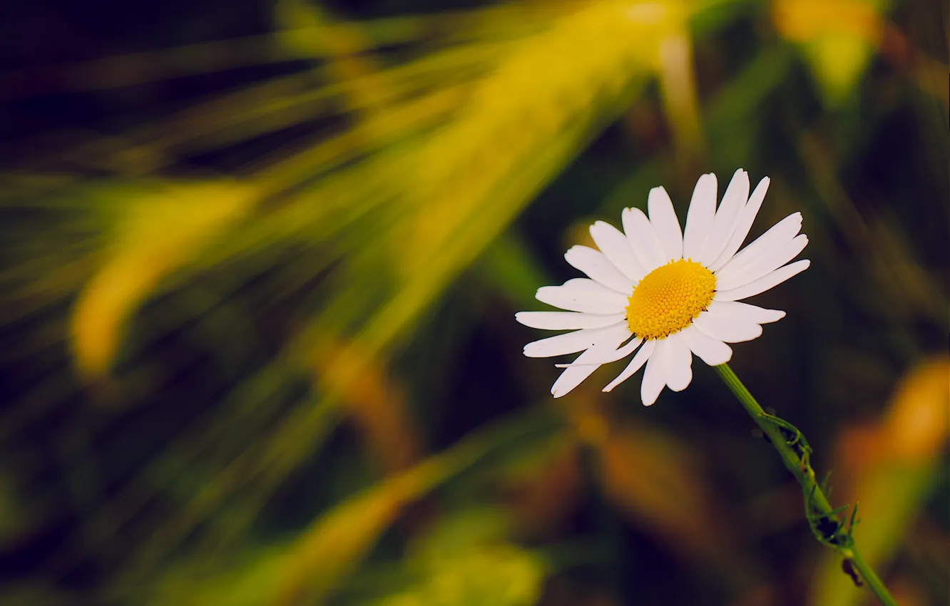 Photo wallpaper field, flowers, chamomile