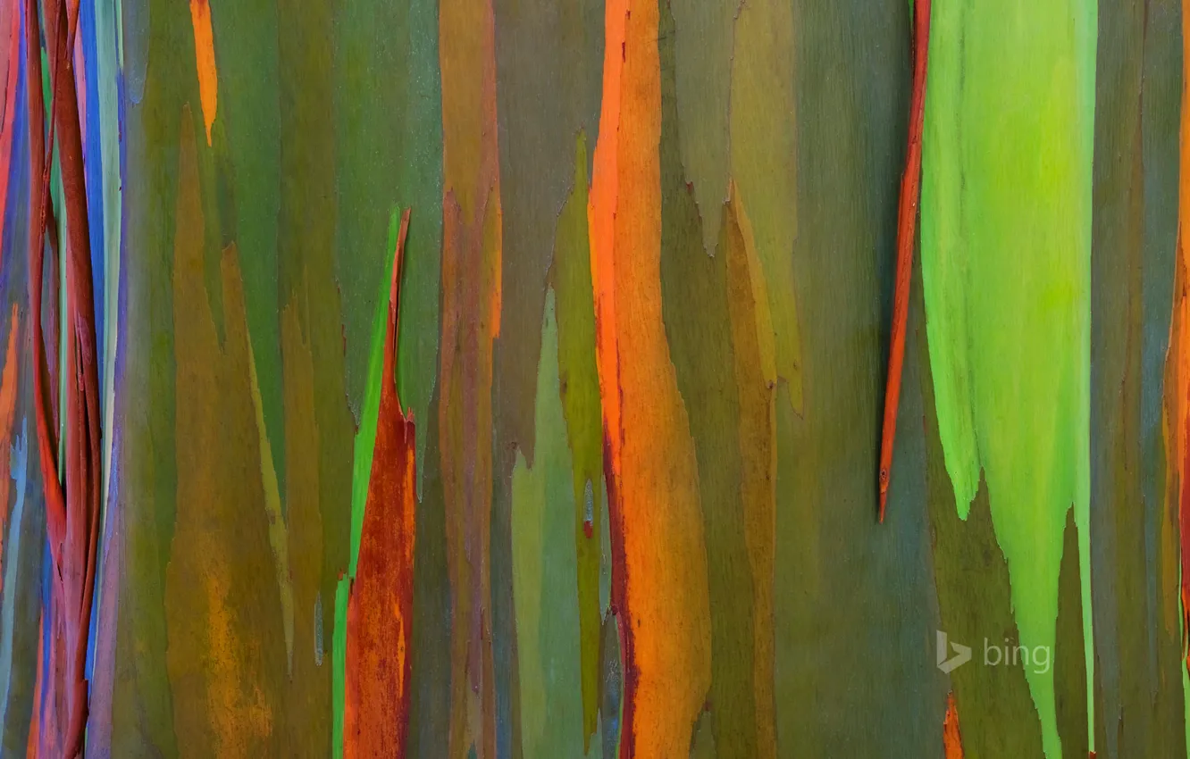 Photo wallpaper nature, tree, color, Hawaii, bark, Maui, rainbow eucalyptus
