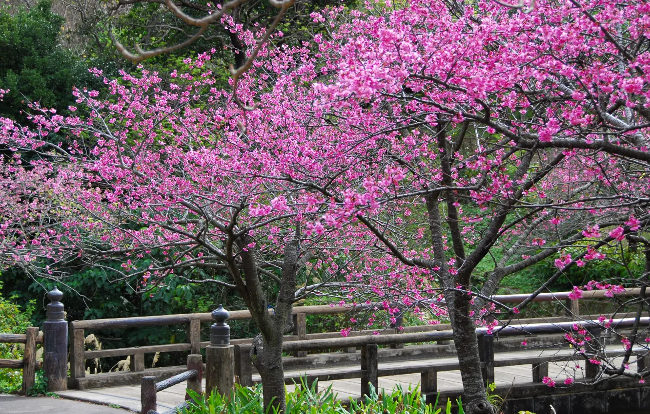 Photo wallpaper trees, flowers, spring, petals, Sakura