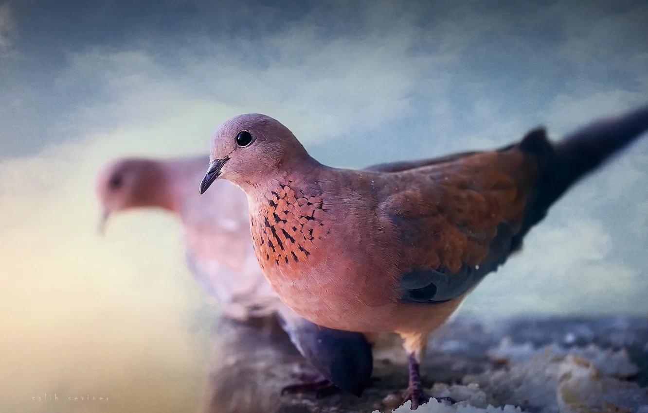 Photo wallpaper macro, bird, pigeons