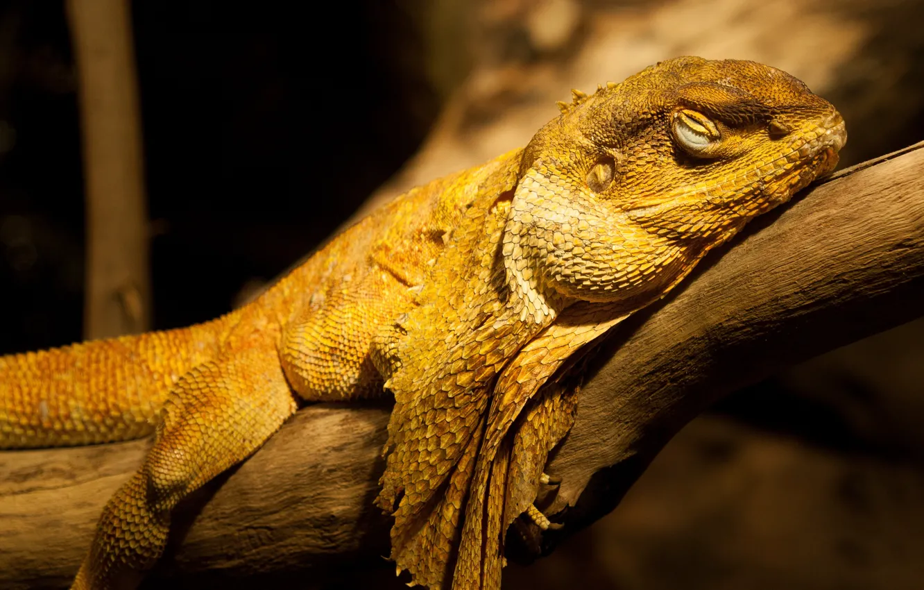 Photo wallpaper face, night, branches, yellow, pose, the dark background, sleep, leather