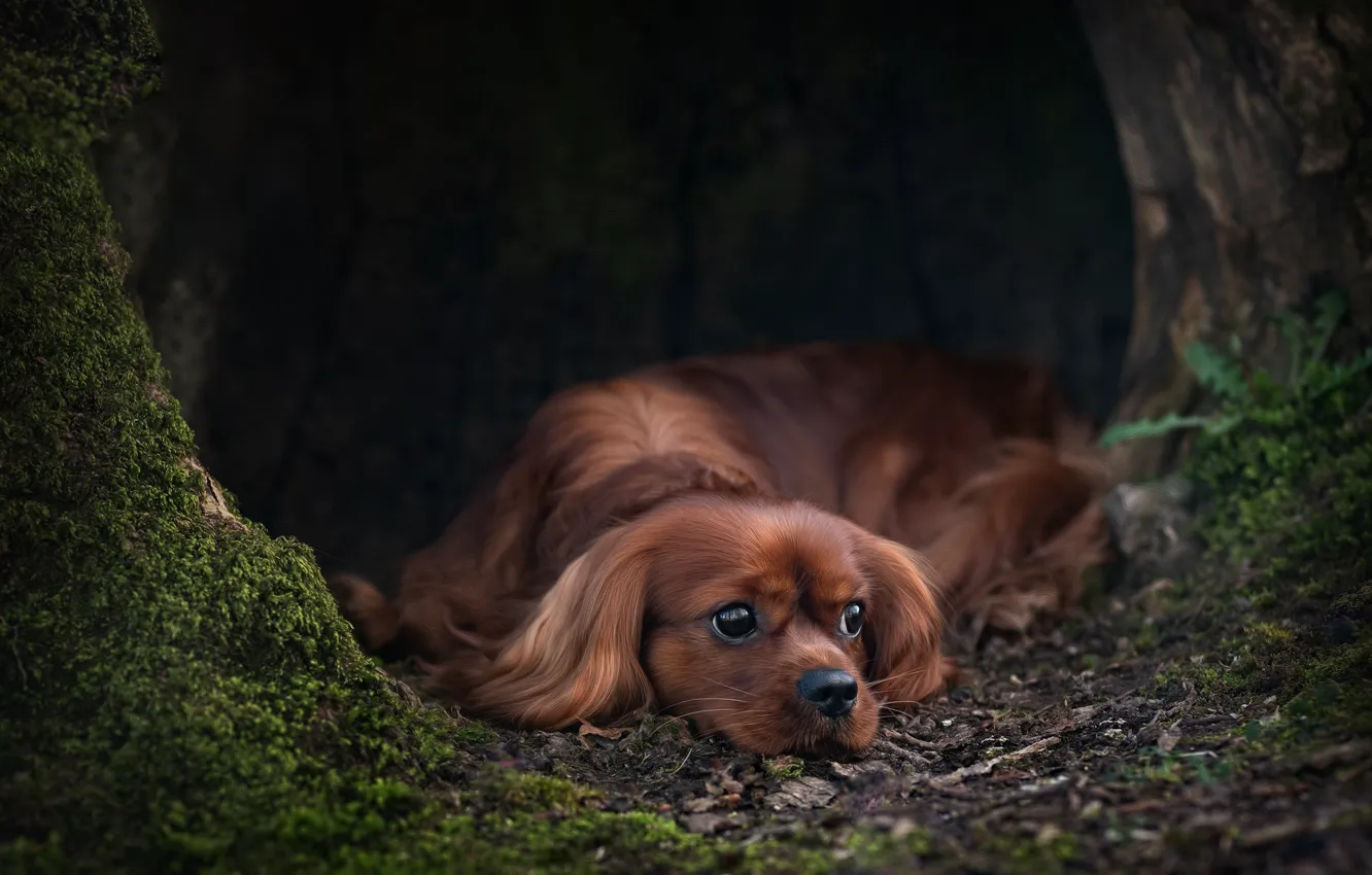 Photo wallpaper look, trees, nature, the dark background, moss, dog, puppy, lies