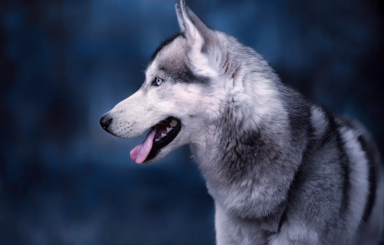 Photo wallpaper language, face, background, portrait, dog, profile, Husky