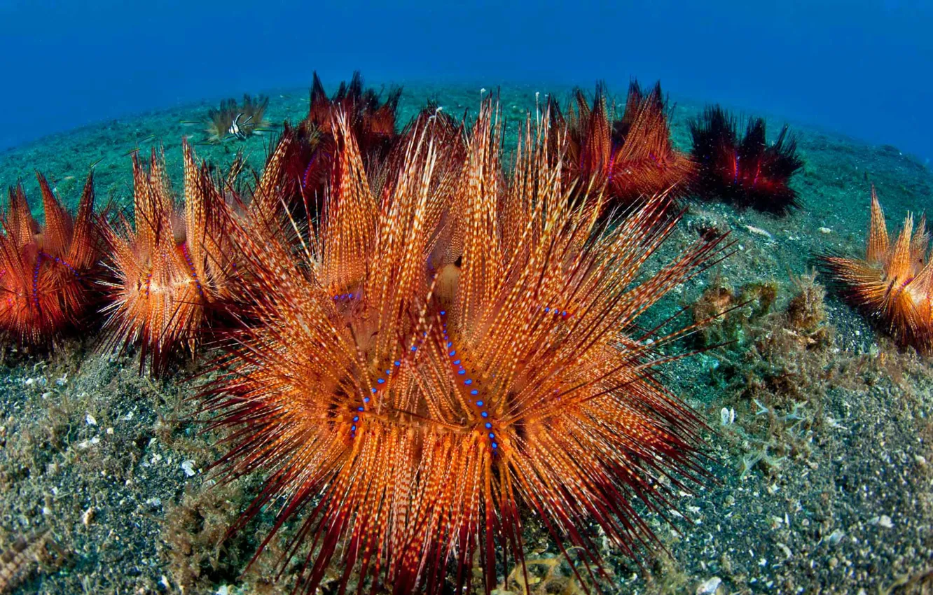 Photo wallpaper sea, the ocean, Indonesia, red sea urchin, echinoderms