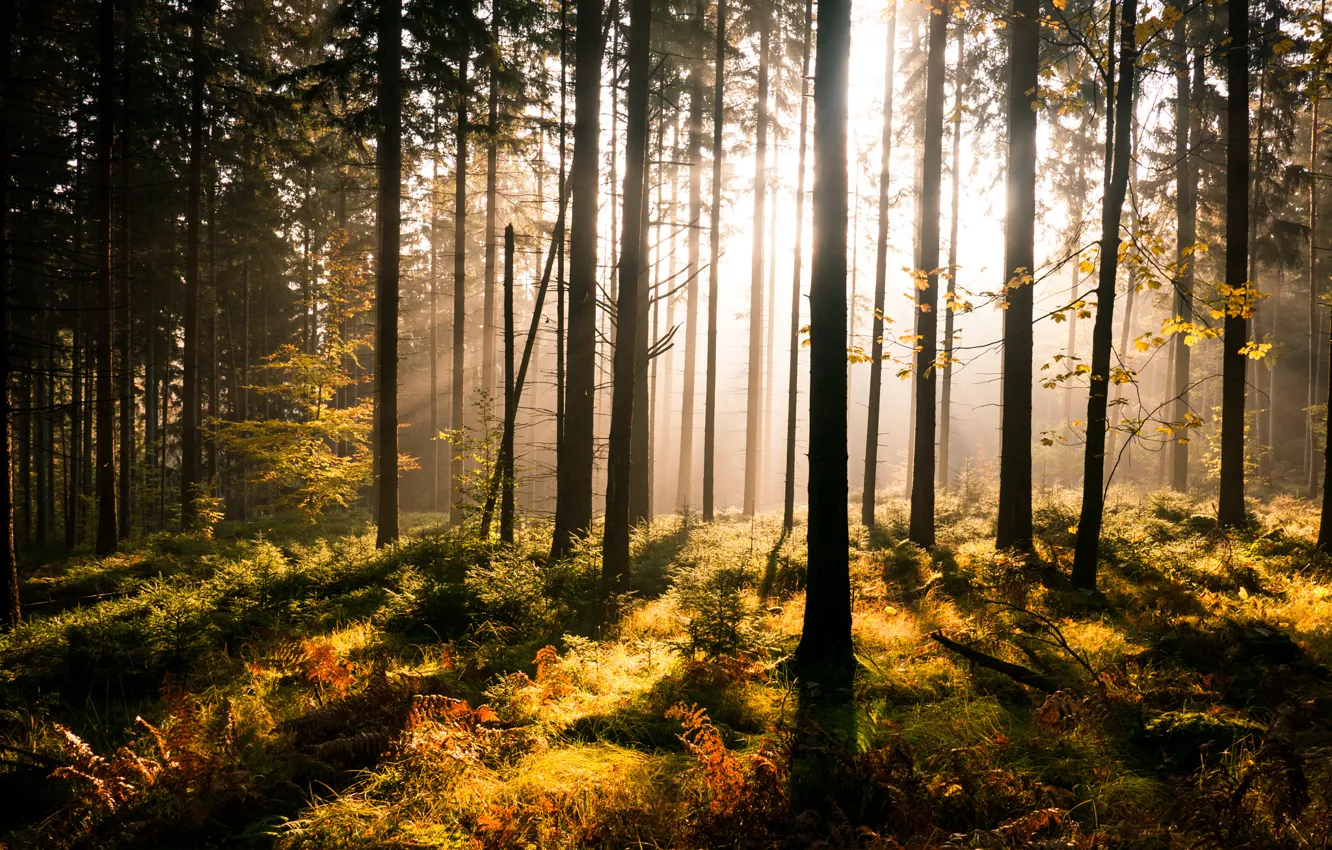Photo wallpaper greens, forest, trees, fern, the sun's rays