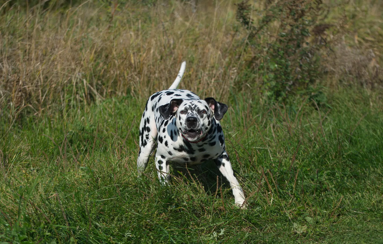 Photo wallpaper summer, dog, meadow, evil, growls, dalmatinski dog