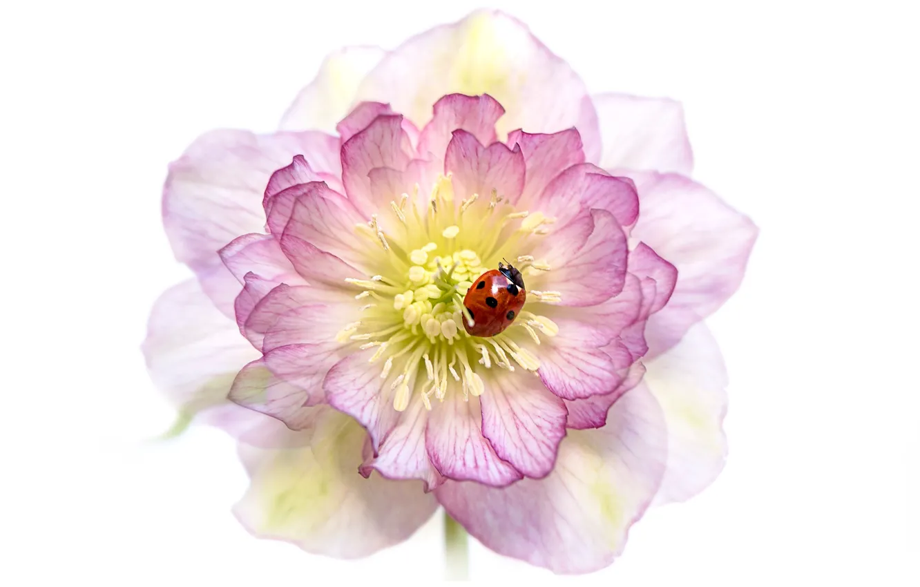 Photo wallpaper flower, macro, red, pink, ladybug, beetle, blur, petals