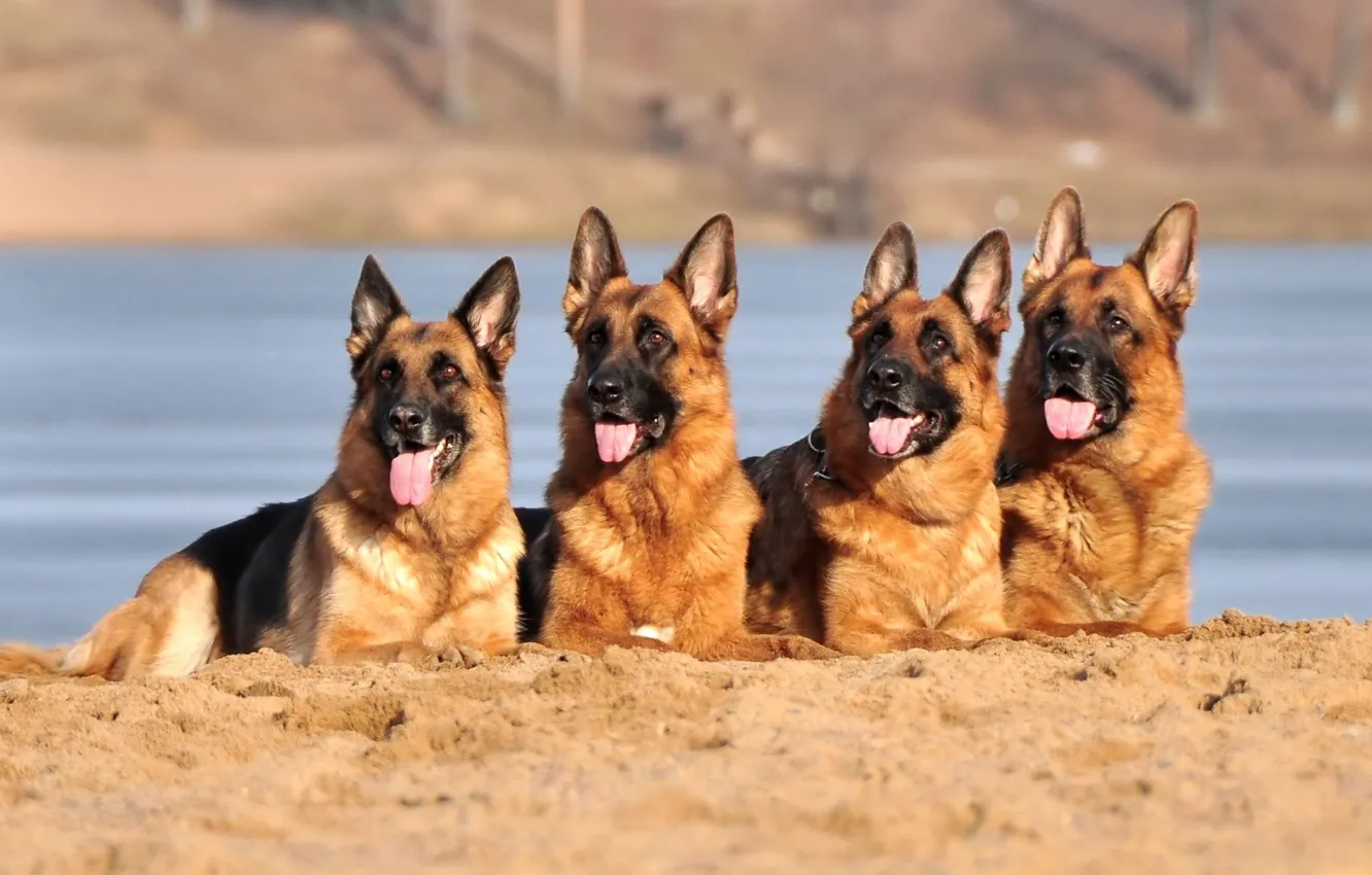 Photo wallpaper sand, dogs, shepherd, German shepherd