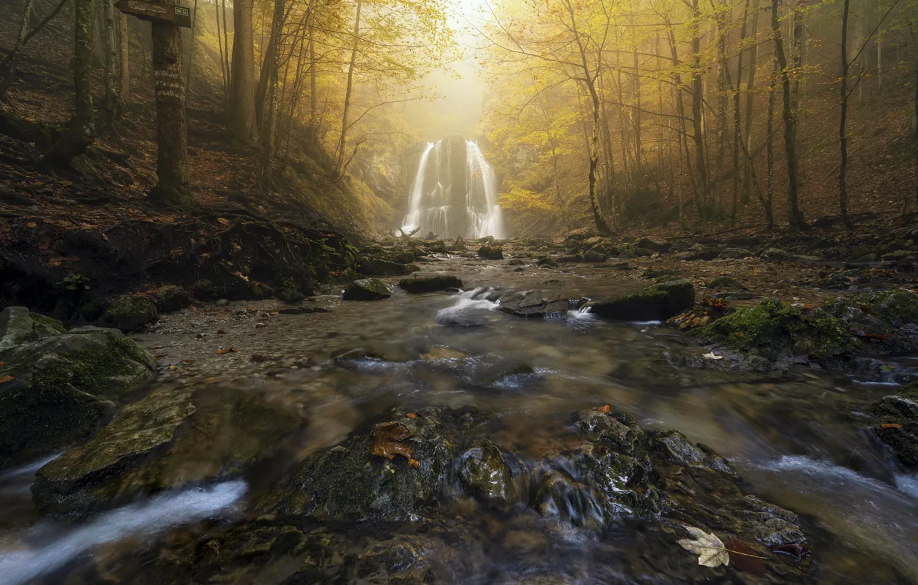 Photo wallpaper autumn, forest, light, trees, branches, fog, stream, stones