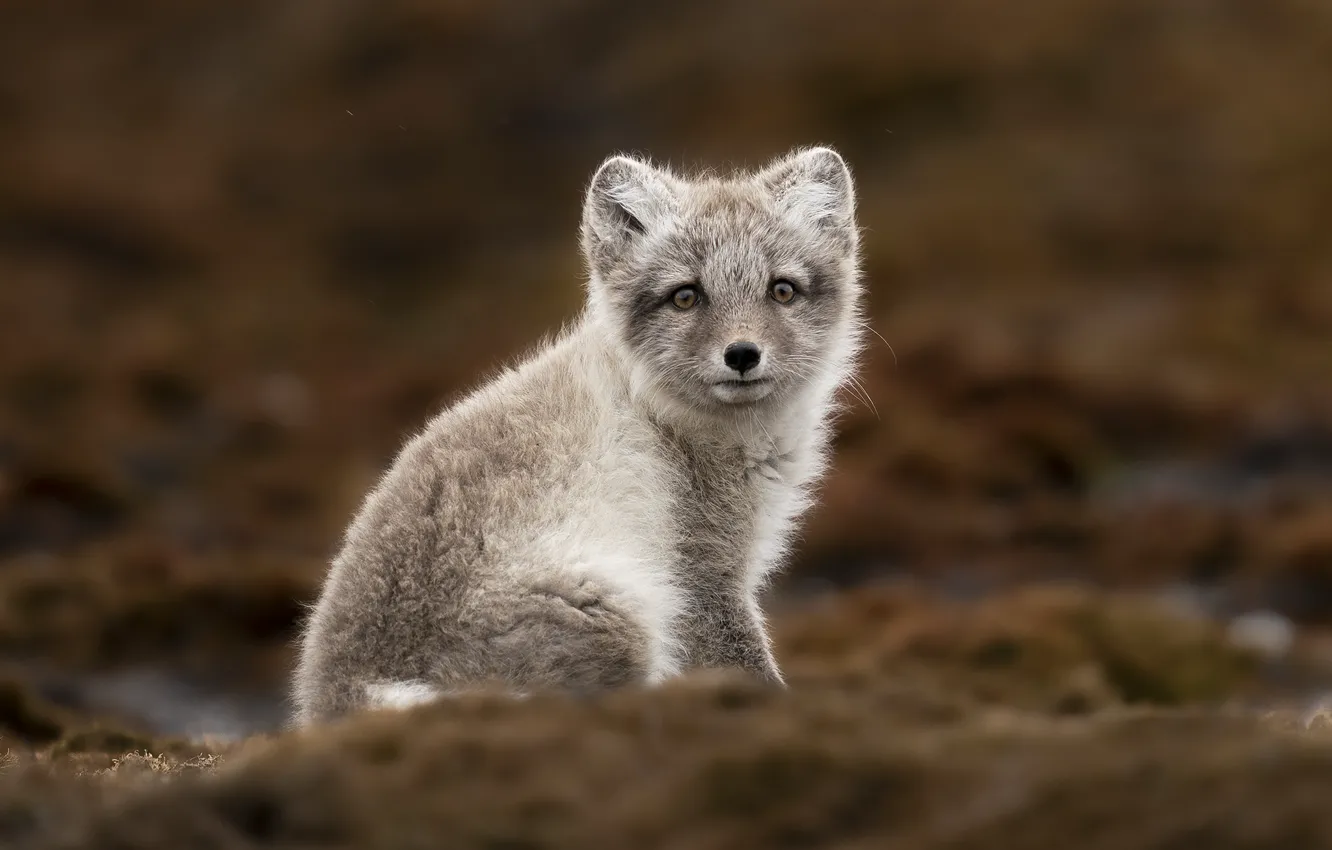 Photo wallpaper autumn, look, nature, grey, glade, cub, face, sitting