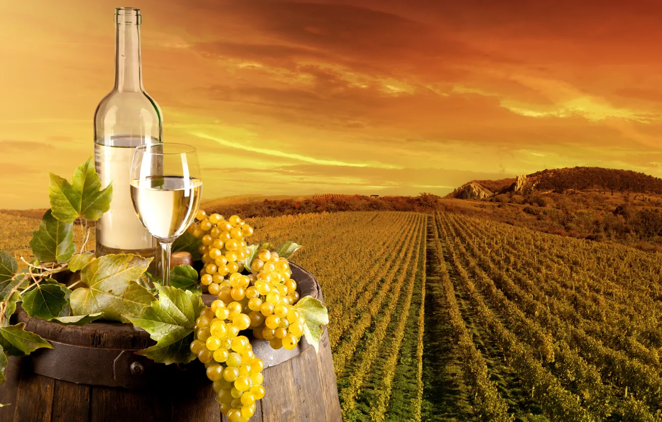 Photo wallpaper field, leaves, landscape, wine, glass, bottle, grapes, vineyard