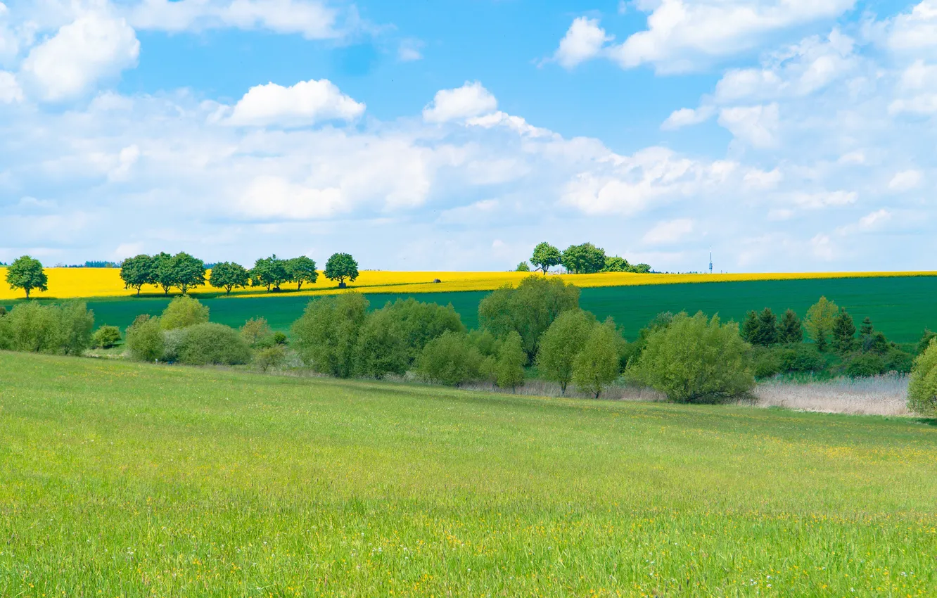Photo wallpaper greens, field, summer, grass, clouds, trees, green, meadow
