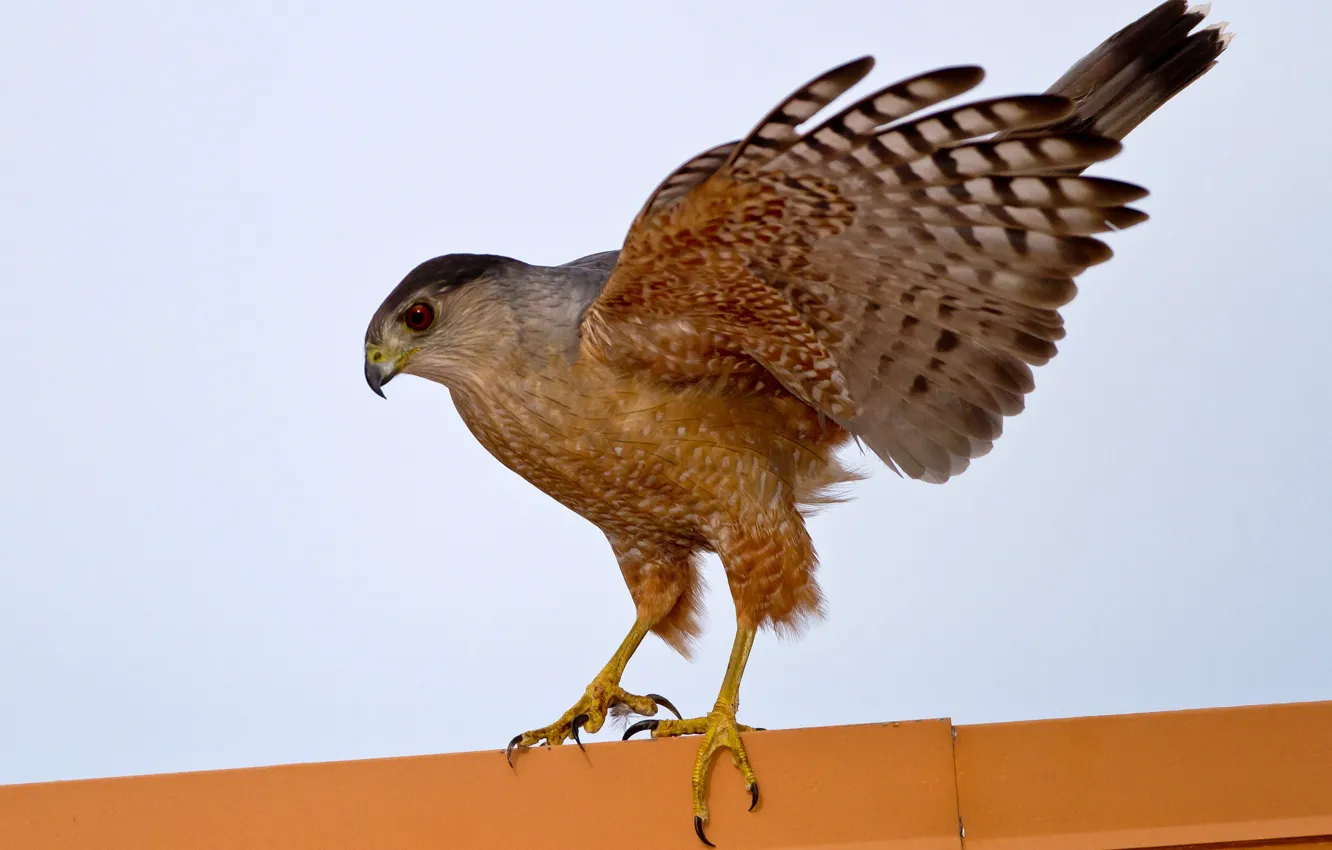 Photo wallpaper bird, wings, predator, beak, striped hawk