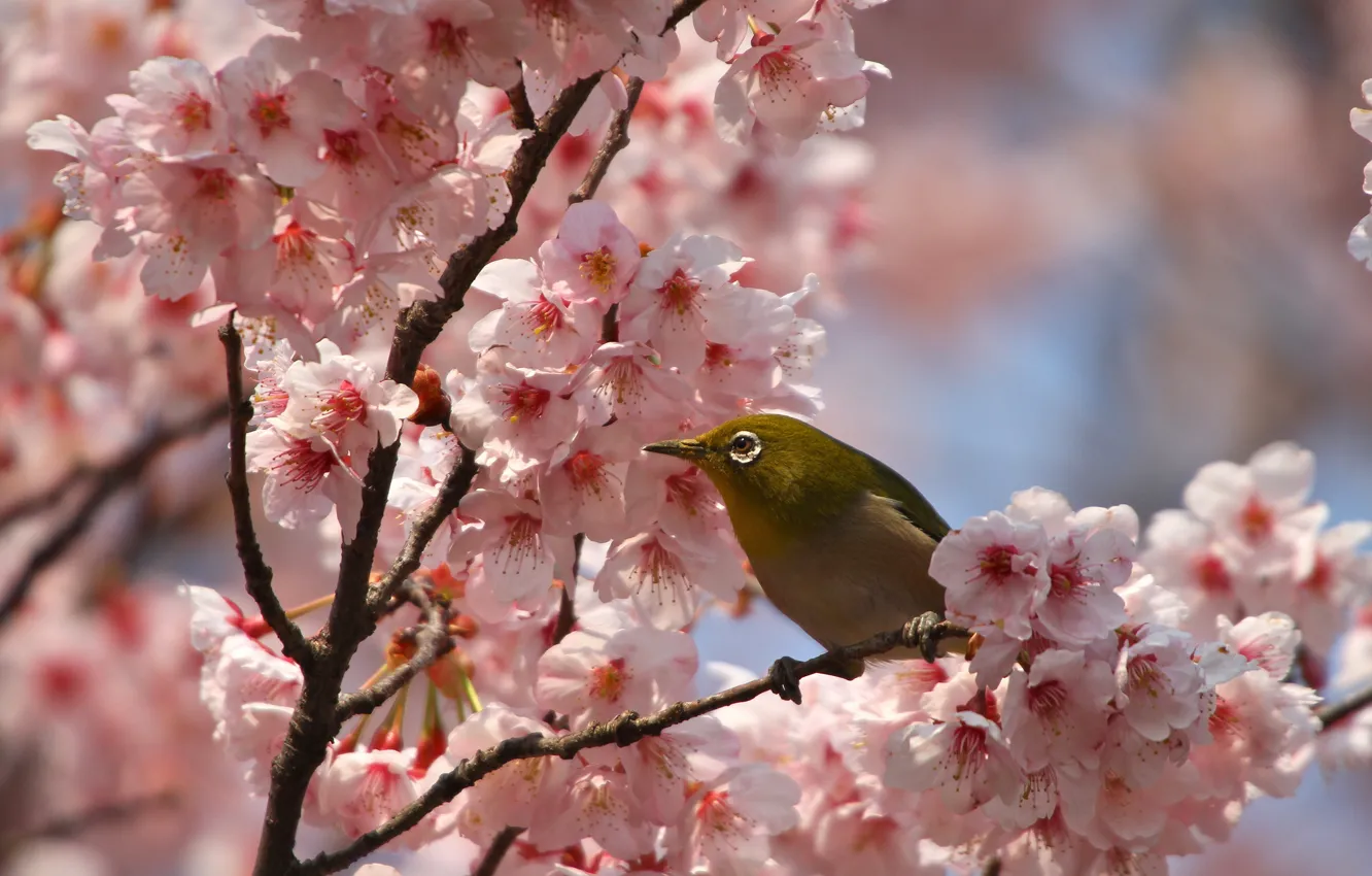 Photo wallpaper flowers, branches, bird, spring, petals, Sakura, flowering