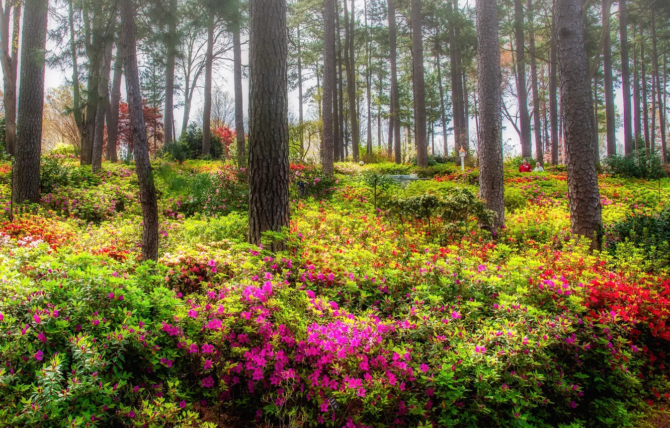 Photo wallpaper trees, flowers, Park, rhododendrons