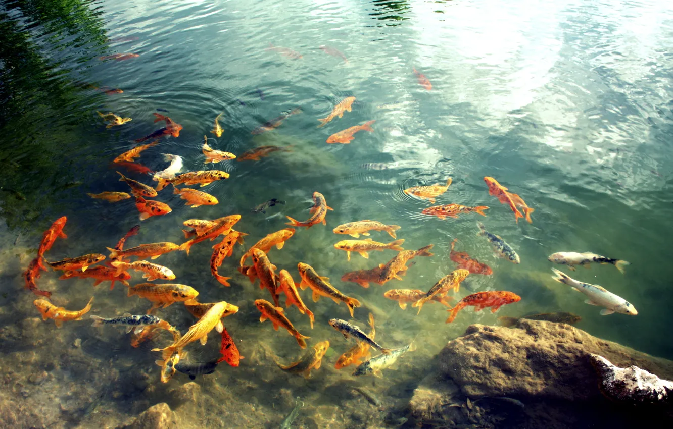Photo wallpaper water, nature, fish