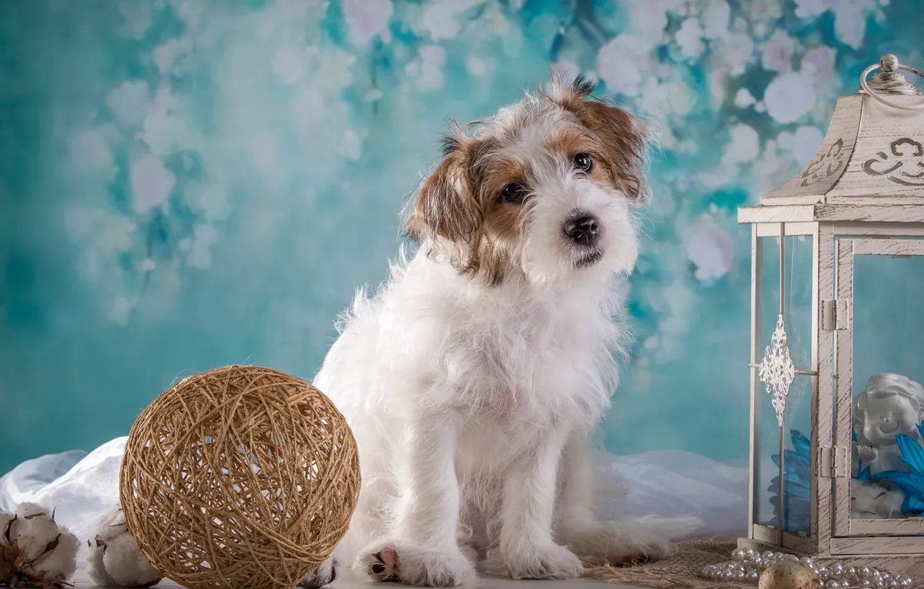Photo wallpaper tangle, girl, lantern, puppy, breed, the Sealyham Terrier