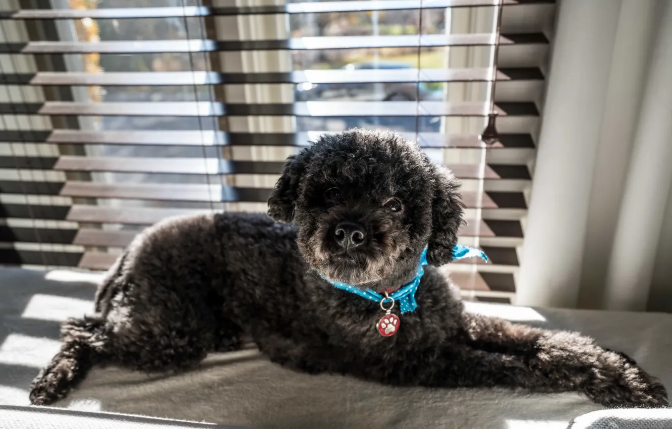 Photo wallpaper look, each, dog