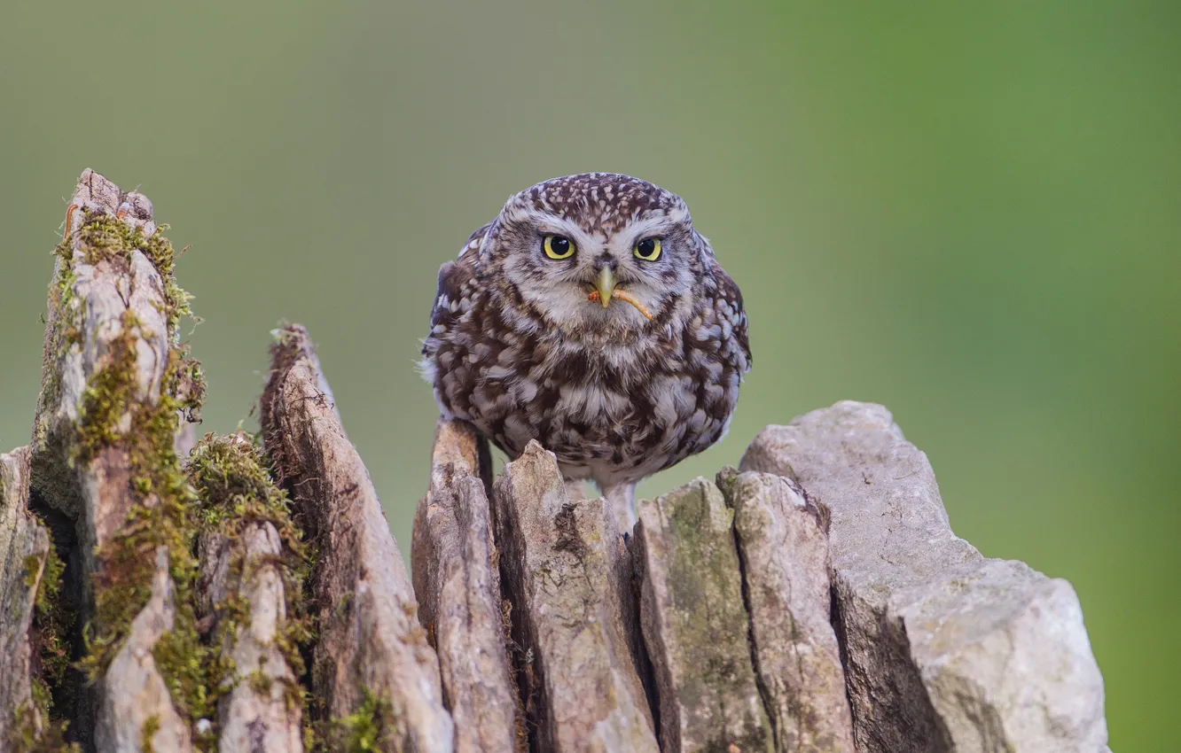 Photo wallpaper look, green, background, owl, bird, owl, stump