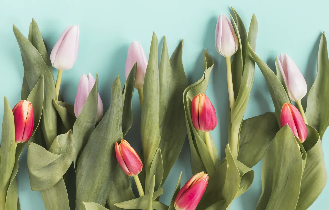 Photo wallpaper flowers, red, bouquet, colorful, tulips, red, pink, fresh