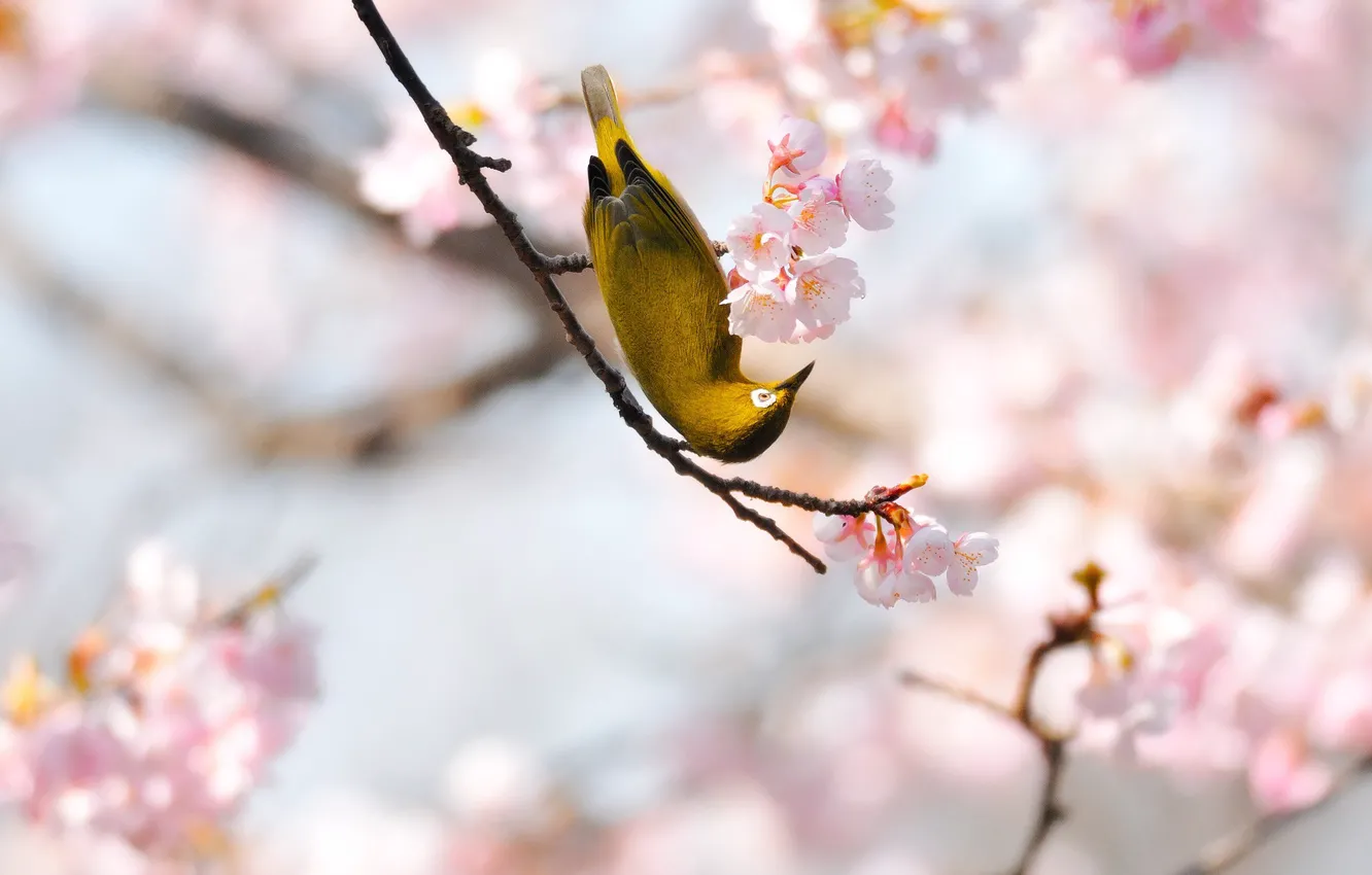 Photo wallpaper flowers, branch, spring, Sakura, bird