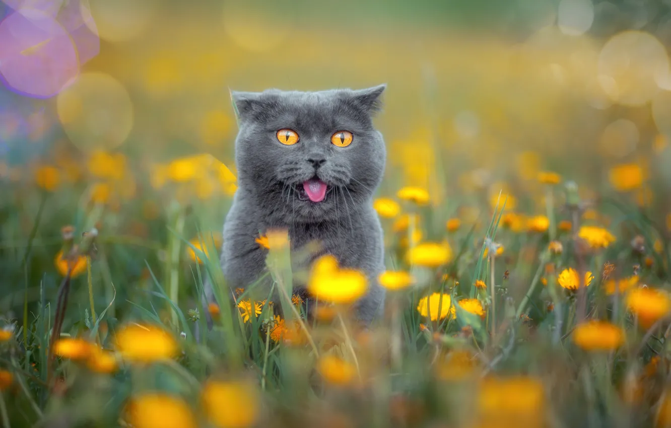 Photo wallpaper language, cat, look, flowers, surprise, meadow, muzzle, British Shorthair