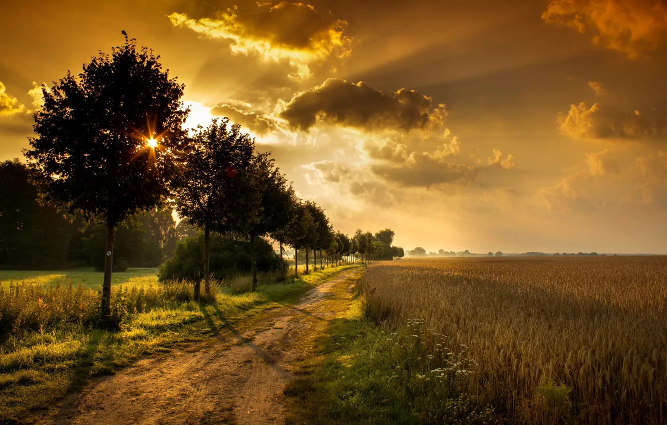 Photo wallpaper road, field, trees, landscape, sunset