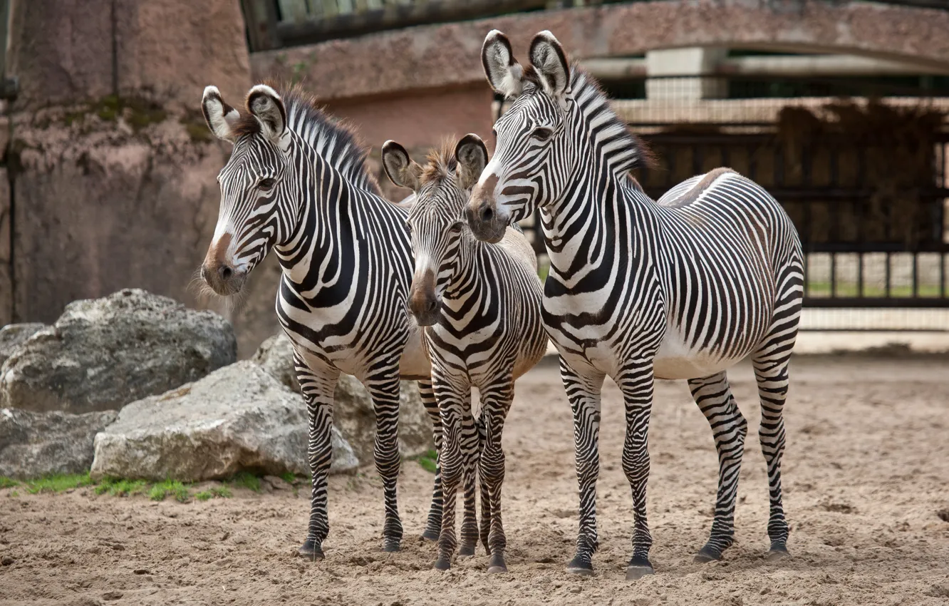 Photo wallpaper family, trio, Zebra