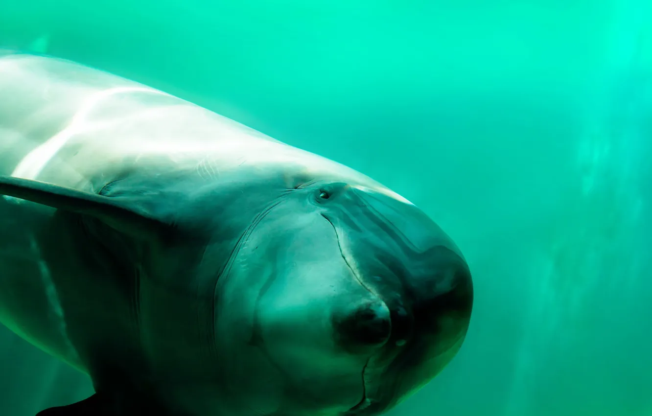 Photo wallpaper sea, nature, dolphins