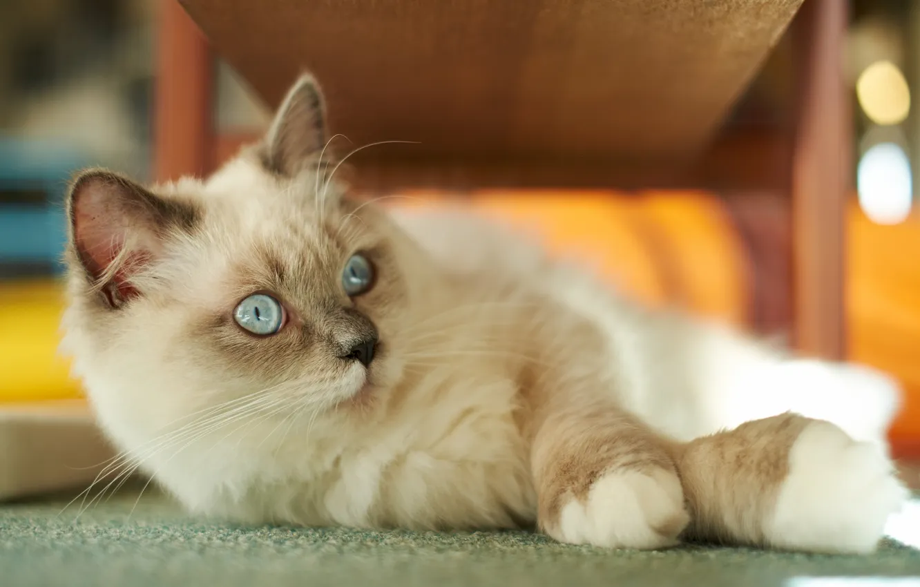 Photo wallpaper cat, fur, lying, Siamese