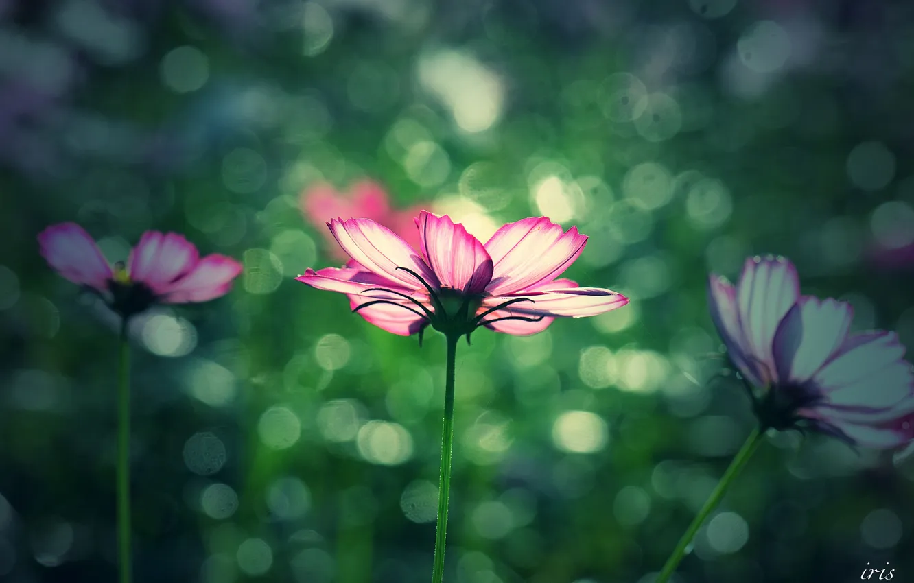 Photo wallpaper summer, space, flowers, focus, kosmeya