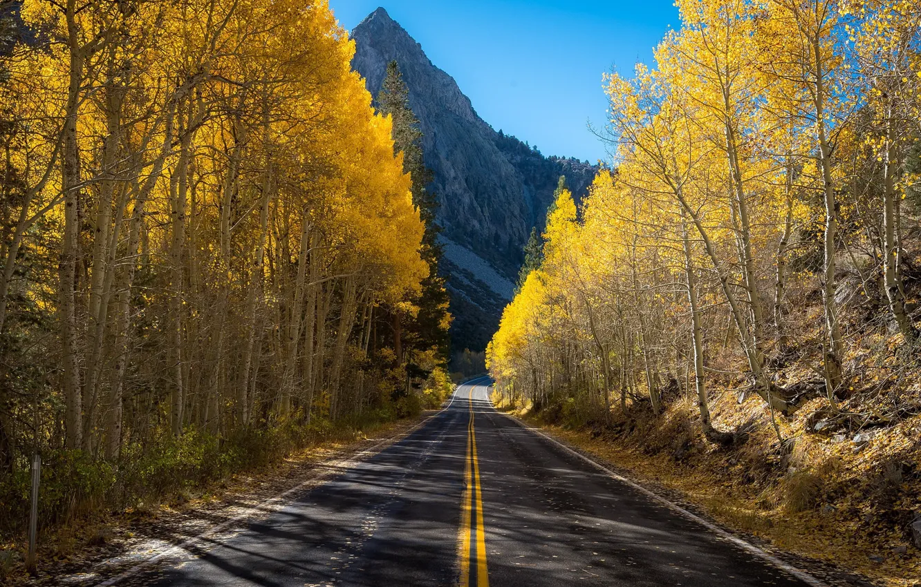 Photo wallpaper road, autumn, mountains, birch