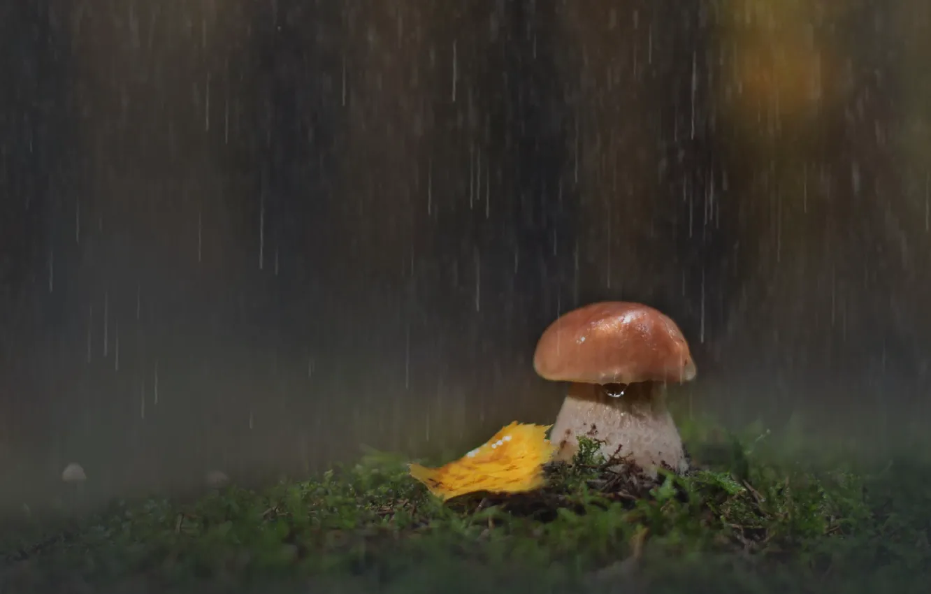 Photo wallpaper forest, rain, mushrooms, leaf, moss