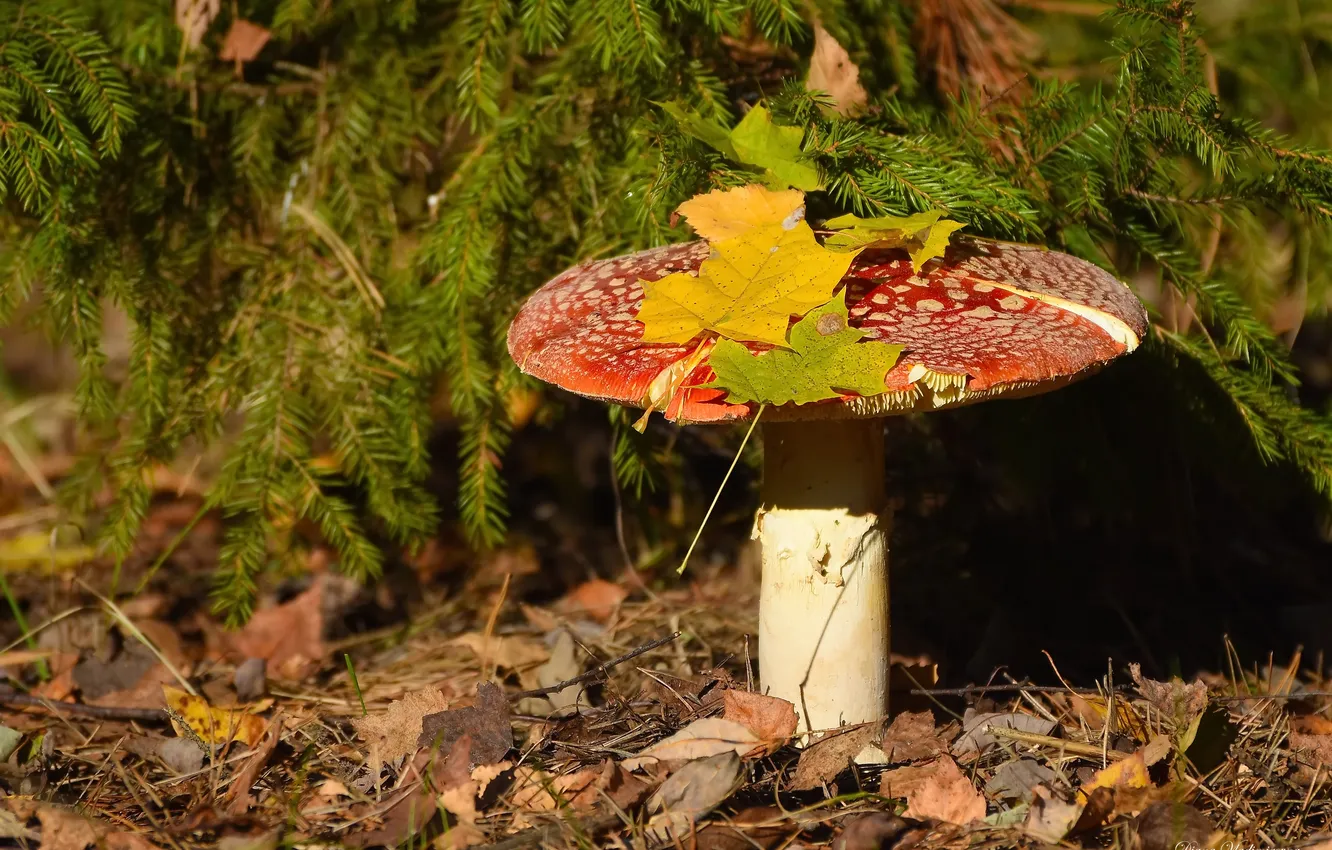 Photo wallpaper autumn, nature, mushrooms, mushroom
