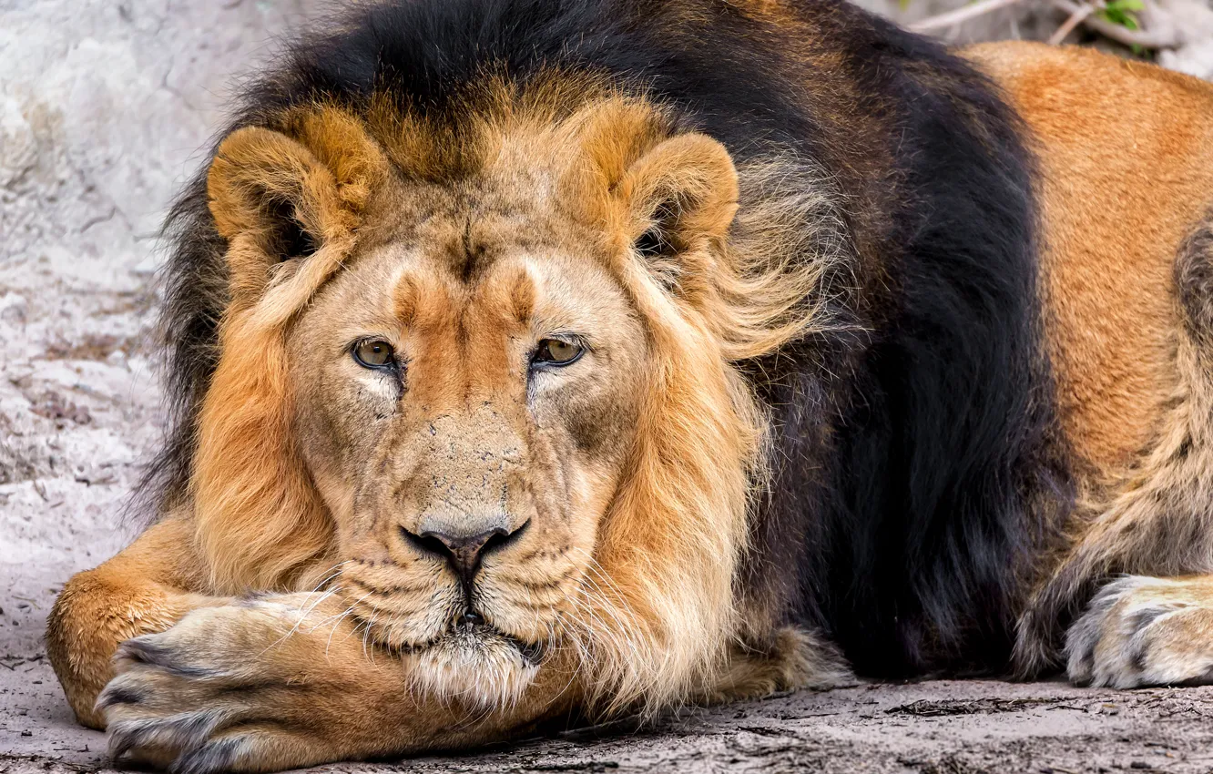 Photo wallpaper face, predator, Leo, mane