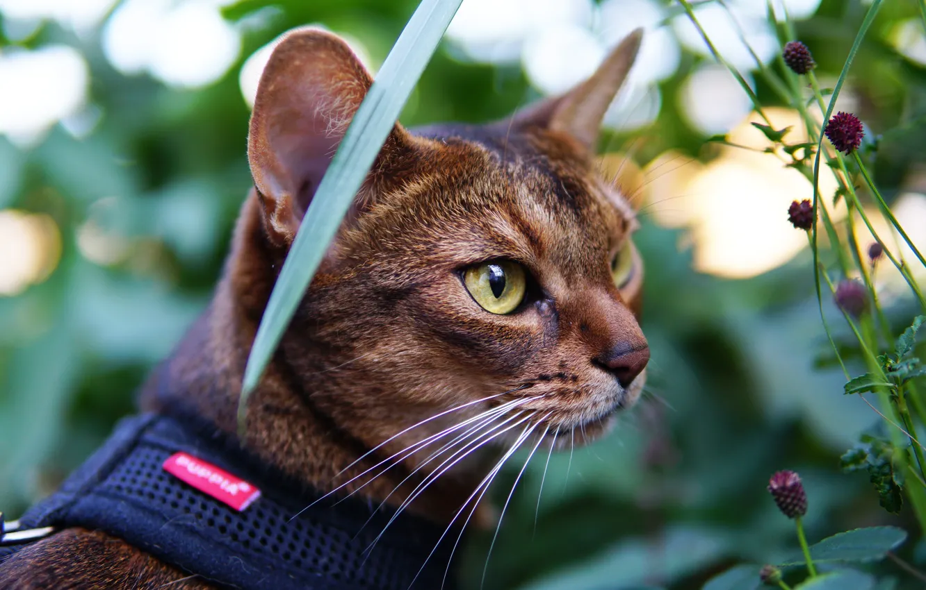 Photo wallpaper cat, eyes, cat, look, face, leaves, nature, pose